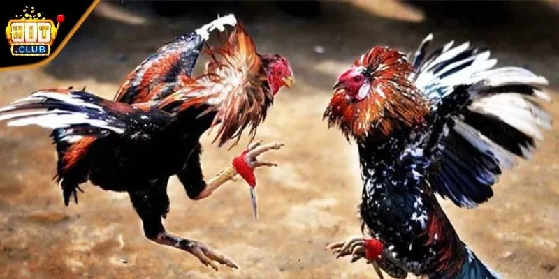 Điểm danh dòng gà chiến thường gặp trong đấu gà cựa sắt