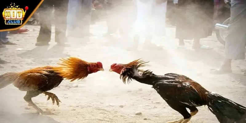 Giải mã sức hút của đá gà 88 siêu HOT trong năm 2025