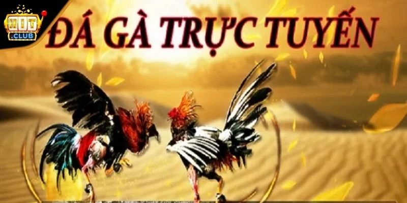 Giới thiệu đá gà Hitclub
