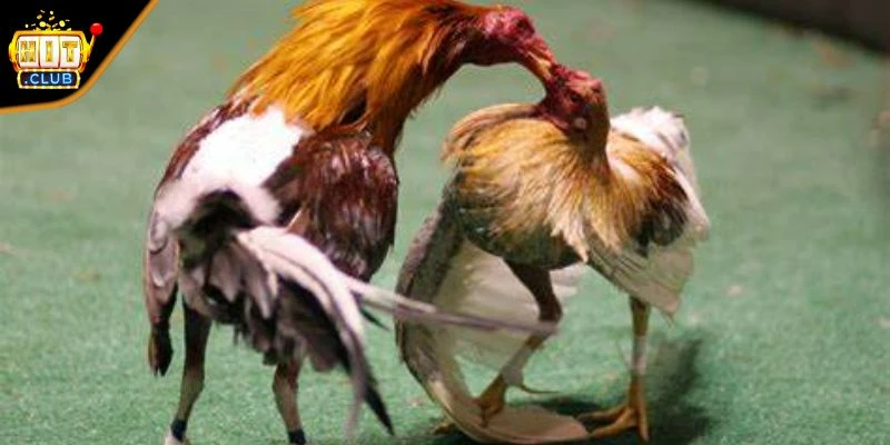 Những thuật ngữ trong đá gà