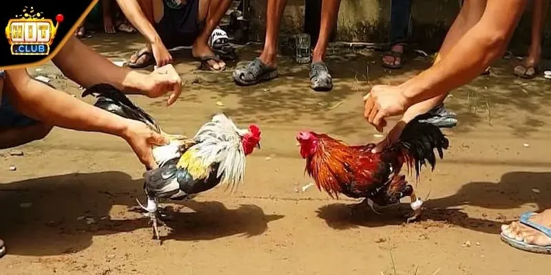 Tìm hiểu tổng quan về đá gà cựa sắt xanh chín hiện nay